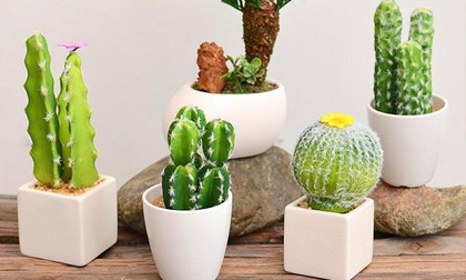 5 loại cây người nhà giàu không bao giờ bày trong nhà dù đẹp và sang đến đâu