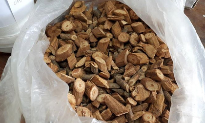 Vụ uống rượu thuốc 3 người tử vong: Nghi rượu ngâm nhầm cây lá ngón
