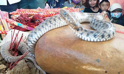 Vụ mẹ con rắn nằm trên mộ của 'bà ăn mày': Dân tái căng lều bạt, tiếp tục cúng bái