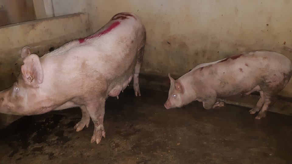 Môi trường - Vụ dân tố cơ sở giết mổ phát dịch: Lợn dương tính bệnh lở mồm long móng (Hình 2).