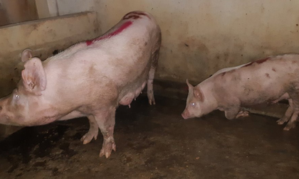 Vụ dân tố cơ sở giết mổ phát dịch: Lợn dương tính bệnh lở mồm long móng