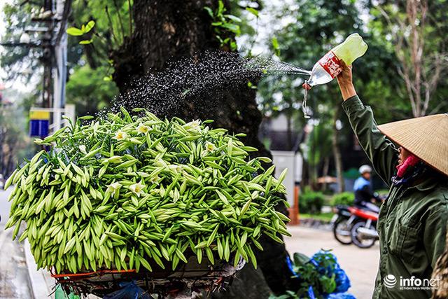 ha noi: hoa loa ken e ap xuong pho chao he - 1