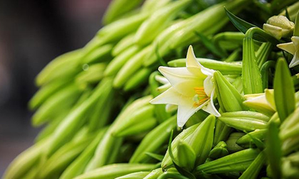 Hà Nội: Hoa loa kèn e ấp xuống phố chào hè