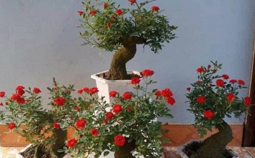 
Những cây hoa hồng có giá từ vài triệu với vài chục triệu đang làm mưa làm gió trên thị trường cây cảnh. Ảnh: T.L
