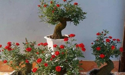 Trồng cây hồng cổ trong nhà có ý nghĩa gì trong phong thủy?