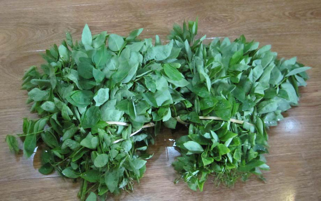 Đông y chỉ ra một loạt bài thuốc chữa bệnh từ rau ngót cực hay cực dễ áp dụng - Ảnh 1. Đông y chỉ ra một loạt bài thuốc chữa bệnh từ rau ngót cực hay cực dễ áp dụng - Ảnh 1.