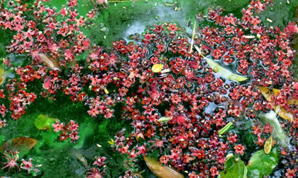 Hoa lộc vừng nở, rụng trải thảm mặt hồ Gươm