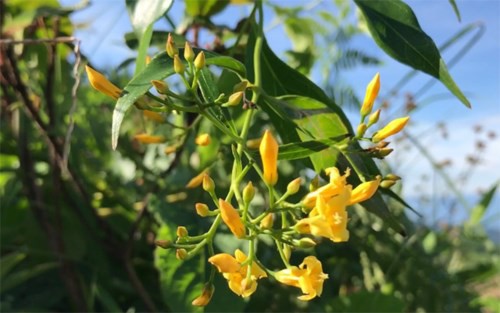 Bị phát hiện đang