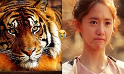 Những con giáp cẩn thận đề phòng kẻo bị 'giật chồng' trong năm 2018