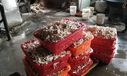 Trung Quốc phát hiện xưởng chế biến 2 tấn chân gà siêu bẩn, chứa chất phụ gia cấm