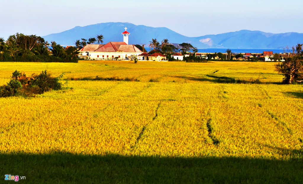 'bien lua vang' doc canh dong mien trung hut hon du khach hinh anh 3