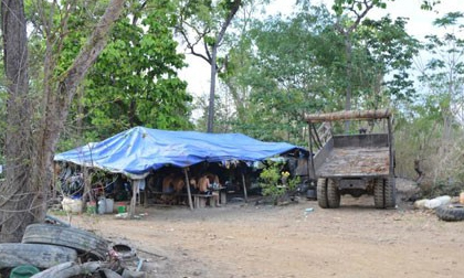Triệt phá đường dây gỗ lậu của trùm Phượng 'râu'