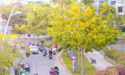 Nao lòng trước những con đường hoa vàng đẹp hút hồn dưới nắng Sài Gòn