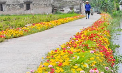 Dân mạng “mê mệt” con đường hoa khoe sắc rực rỡ đẹp như tiên cảnh ở làng quê Nam Định
