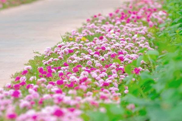 dan mang “me met” con duong hoa khoe sac ruc ro dep nhu tien canh o lang que nam dinh - 2