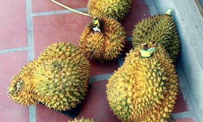 'Giải cứu' 17 tấn sầu riêng ế, nhiều người thất vọng ê chề: Tranh cãi lòng tốt bị lợi dụng