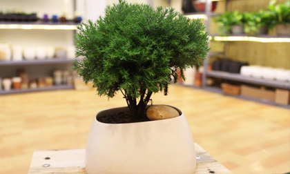 12 con giáp nên trồng cây gì trong nhà để hút tài lộc, tiền bạc?