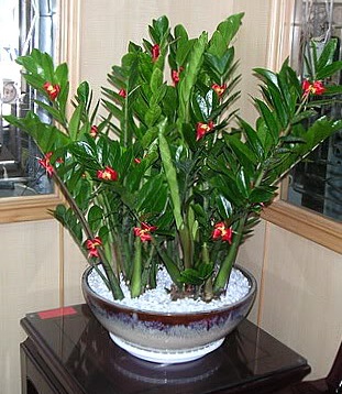 cay-kim-tien1