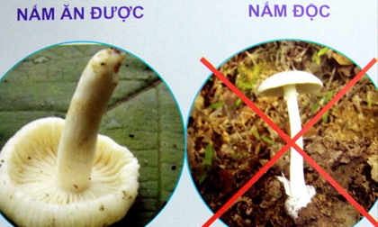 Gia đình 4 người nhập viện vì ngộ độc nấm, cháu bé 4 tuổi tử vong