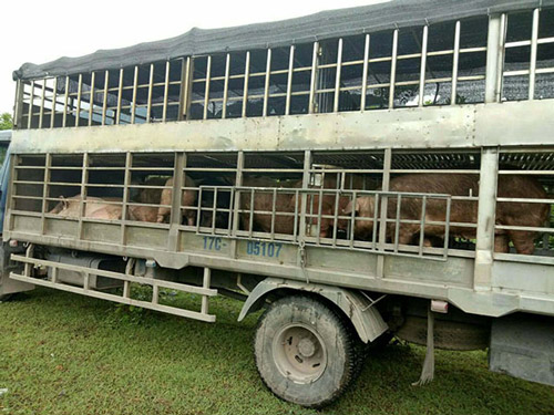 Hãi hùng cung đường nhập lậu thịt lợn 