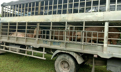 Hãi hùng cung đường nhập lậu thịt lợn 'bẩn' giá 10.000đ/kg từ Trung Quốc