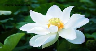 tu-vi-phuong-dong-thu-5-ngay-26042018-cua-12-con-giap-310x165