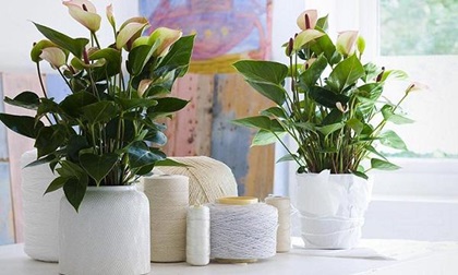 Đặt chậu cây cảnh phong thủy ở đâu trong nhà thì tiền bạc, tài lộc sẽ 'vào như nước?