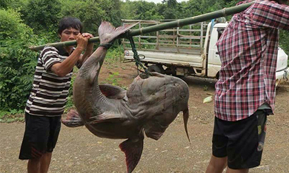 'Quái ngư' sông Đà và những cuộc 'vật lộn' ly kỳ giữa người và cá
