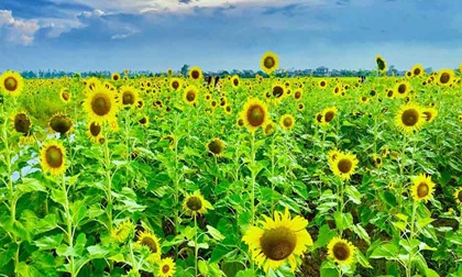 Cánh đồng hoa hướng dương ở Thái Bình hút khách những ngày đầu hè