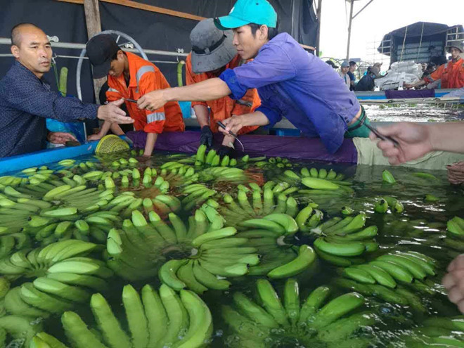 Bầu Đức tuyên bố sẽ trồng sầu riêng, bơ