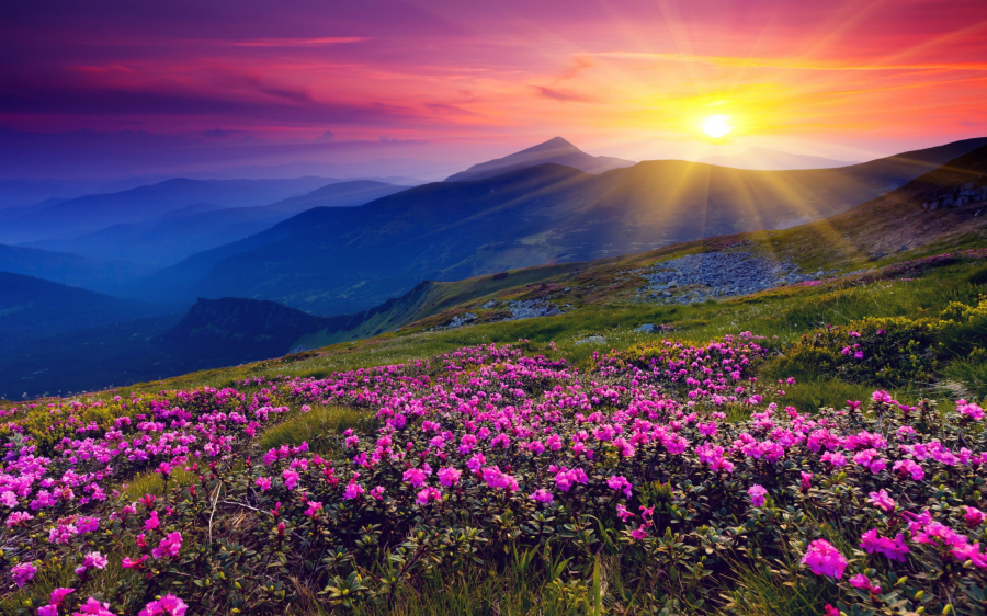 ws_Fantastic_Sunset_Hills_Flowers_2560x1600