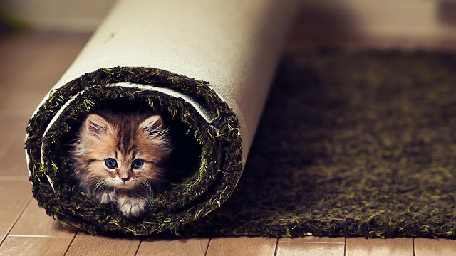 6783556-cute-animals-wallpaper-hd