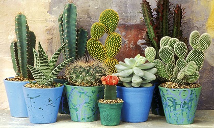 10 loại cây cảnh trồng trong nhà sẽ giúp bạn sống thọ hơn