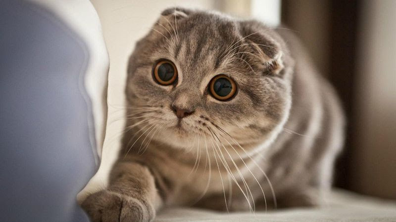 meo-scottish-fold-1