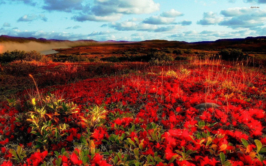 spring-mountain-floral
