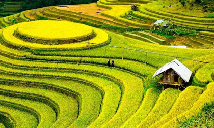 Tử vi Chủ nhật ngày 1/7/2018 của 12 con giáp
