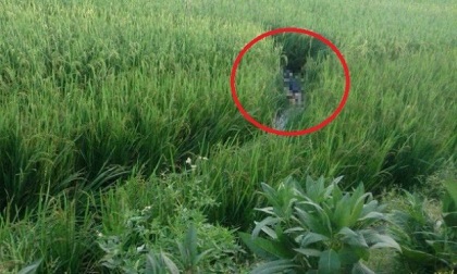Giăng điện bẫy chuột, người đàn ông dính bẫy bị giật tử vong