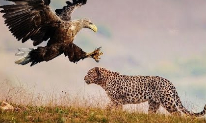 Câu chuyện báo, đại bàng và bài học về sự khiêu khích của kẻ tiểu nhân