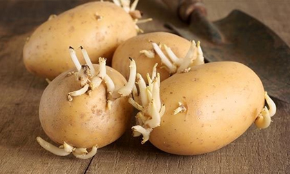 Những thực phẩm quen thuộc sẽ trở thành 'độc dược' khi dùng trong những trường hợp sau