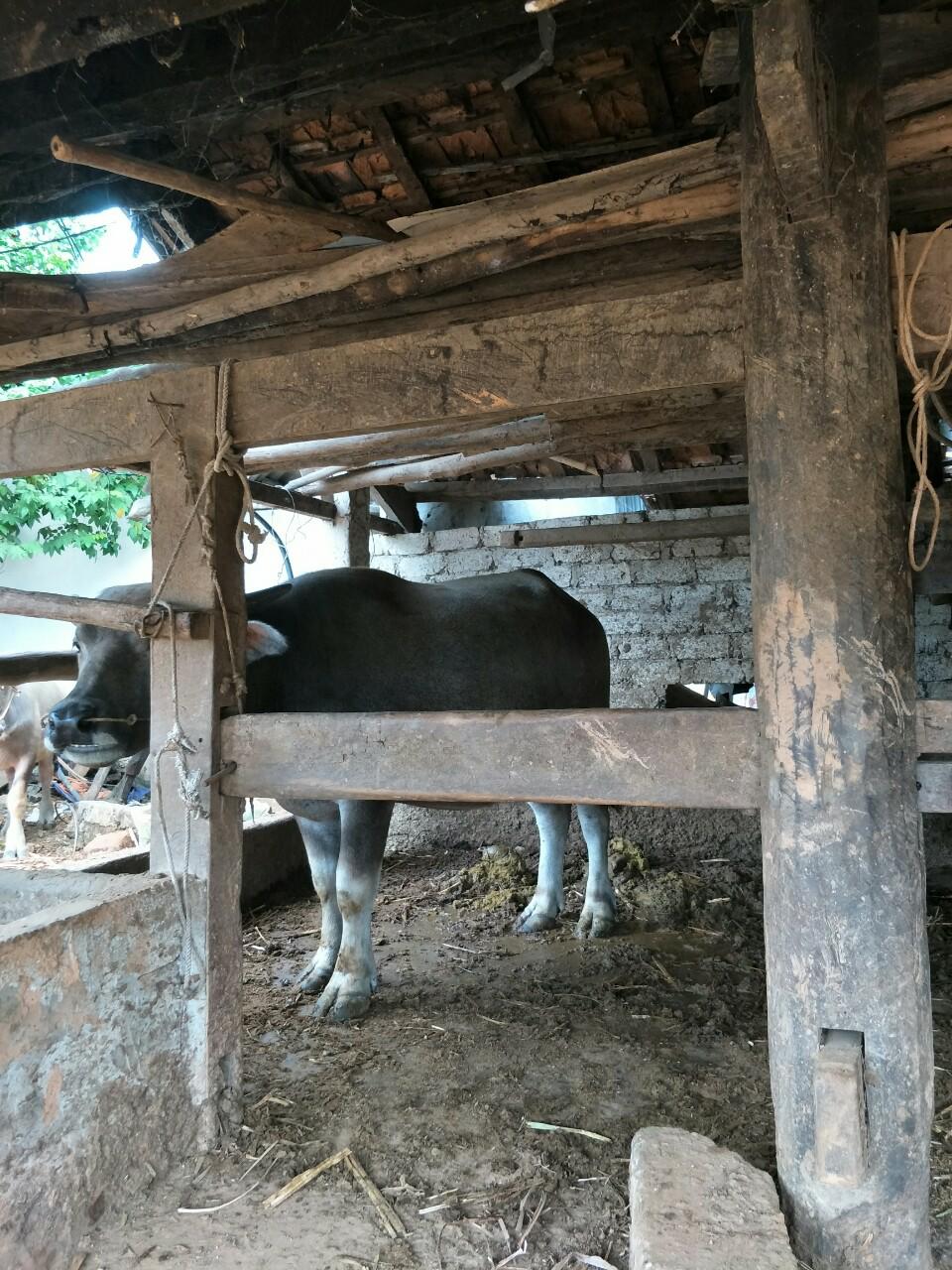 An ninh - Hình sự - Kẻ gian táo tợn trộm 5 con trâu khi chủ nhà đang xem Nga-Croatia đá luân lưu