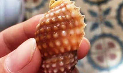 Ăn 2 con “ốc lạ”, cô giáo trẻ bị ngộ độc nặng rồi tử vong