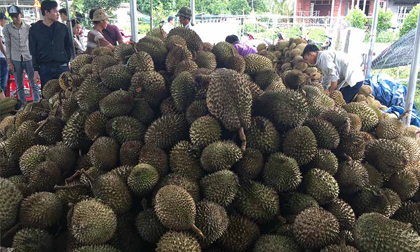 Chuyện lạ: Sầu riêng 19.000 đồng/kg, dân ùn ùn kéo đến ăn thả ga