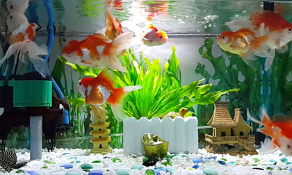 12 con giáp chỉ cần đặt những 'bảo bối' này trong nhà là tiền chất đầy như núi, giàu sang phú quý suốt đời