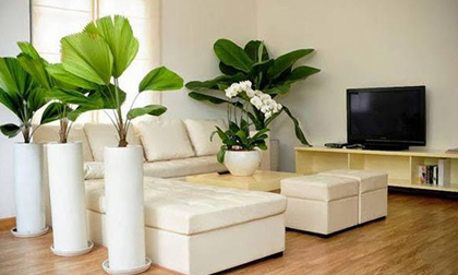 Cách chọn các loại cây trồng trong nhà theo phong thủy để gia chủ phát tài phát lộc