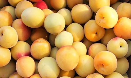 Mận xách tay của Nhật gần triệu/kg vẫn lắm người mua