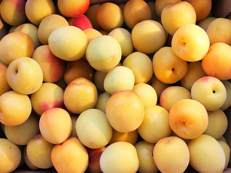 Mận xách tay của Nhật gần triệu/kg vẫn lắm người mua - 1