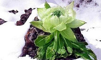Hoa sen núi tuyết 7 năm mới nở hoa: Tăng sinh lực, 100 triệu/kg
