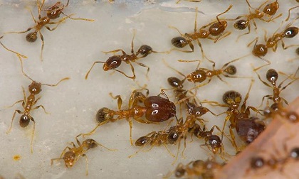 Cả đời không lo ruồi, muỗi, kiến, gián bén mảng đến nhà chỉ với một loại quả duy nhất này