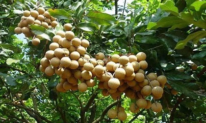 Bé 9 tuổi ngộ độc nghiêm trọng sau khi ăn nhãn, kiểm tra cây trong vườn mới biết lý do