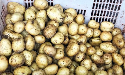 Bắt quả tang vụ mông má cả tấn khoai tây Trung Quốc thành khoai Đà Lạt